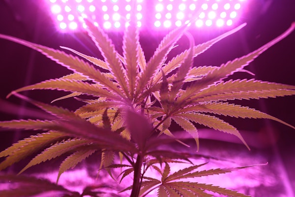 What Marijuana&rsquo;s Schedule III Shift Means for Cannabis Insurance