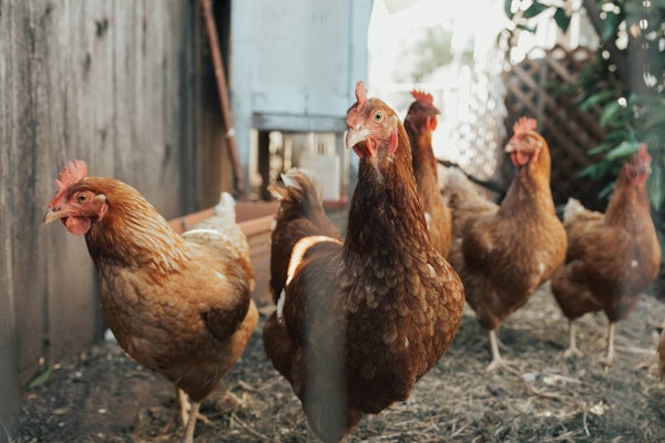Cold Winter Linked to Pennsylvania Avian Influenza Surge